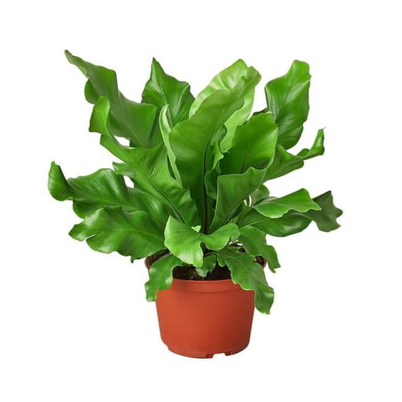 House Plant Dropship 6-FERN-NIDUS-NURSERY.POT 6 in. Birds Nest Nidus Fern Nursery Pot