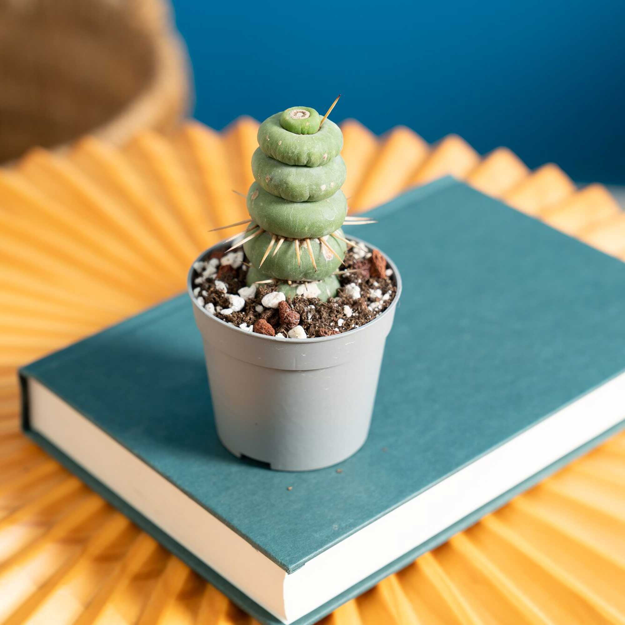 Costa Farms 5" Spiral Unicorn Cactus Live House Plants in 2" Grower Pot