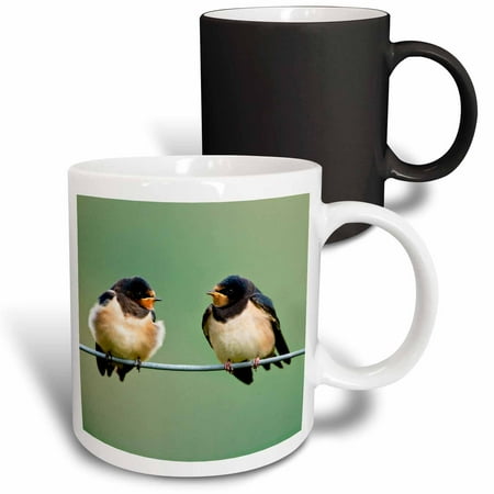 

3dRose Barn Swallow birds on a branch - EU43 DSL0004 - David Slater Magic Transforming Mug 11oz