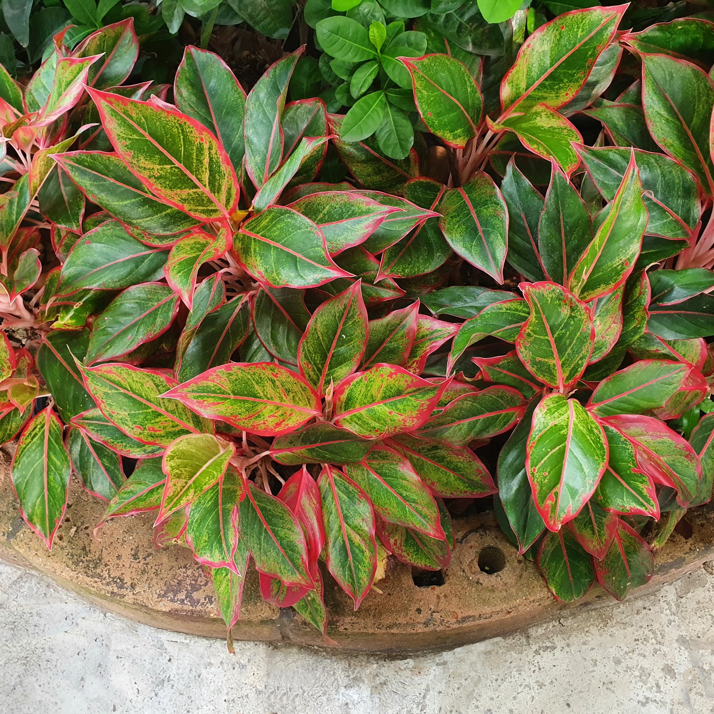 6 in. Aglaonema Aurora Siam Red Plant in Grower Container