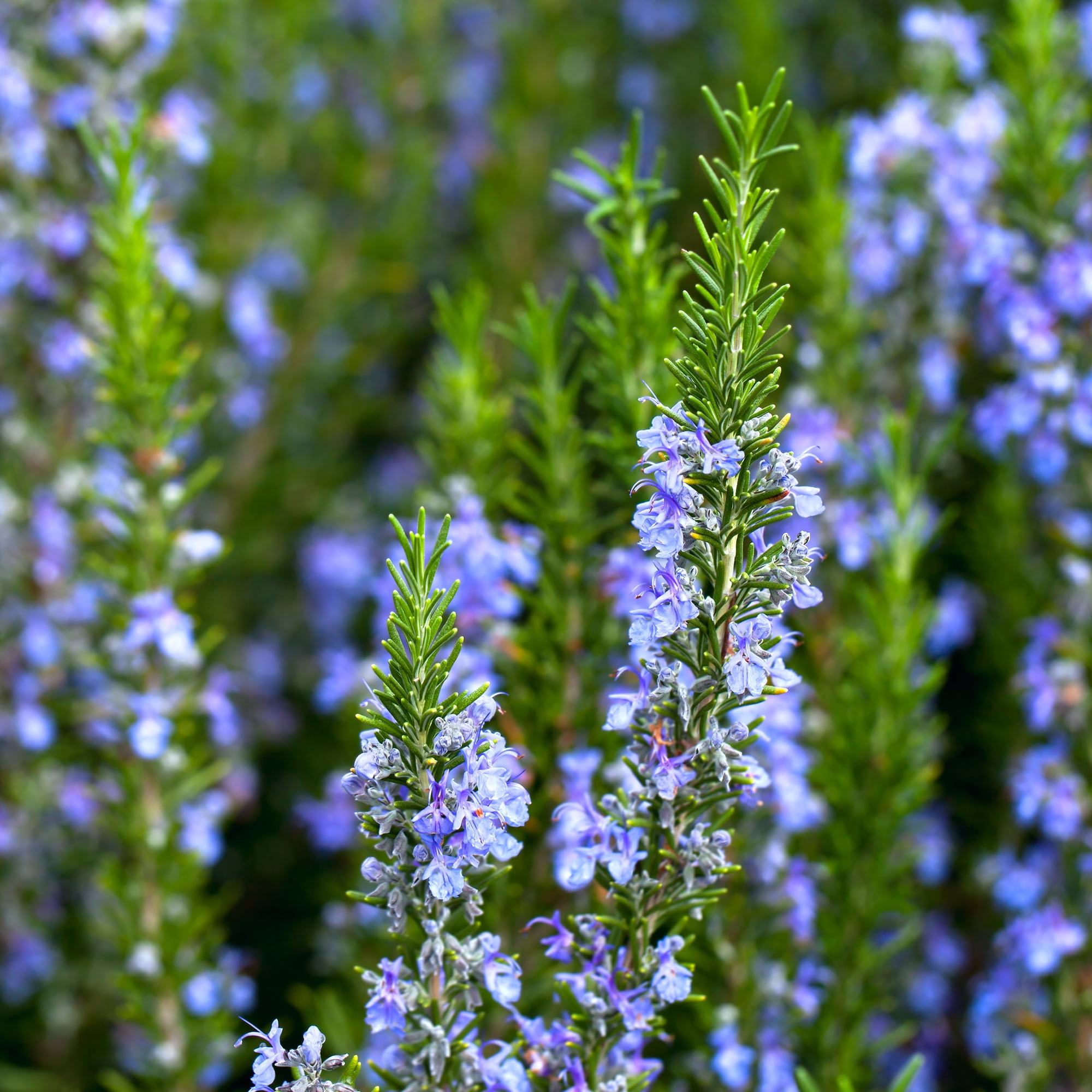 Altman Plants Ornamental Upright Rosemary | 1 gal. Grow Pot; Full Sun | Garden Annual, Outdoor Plant