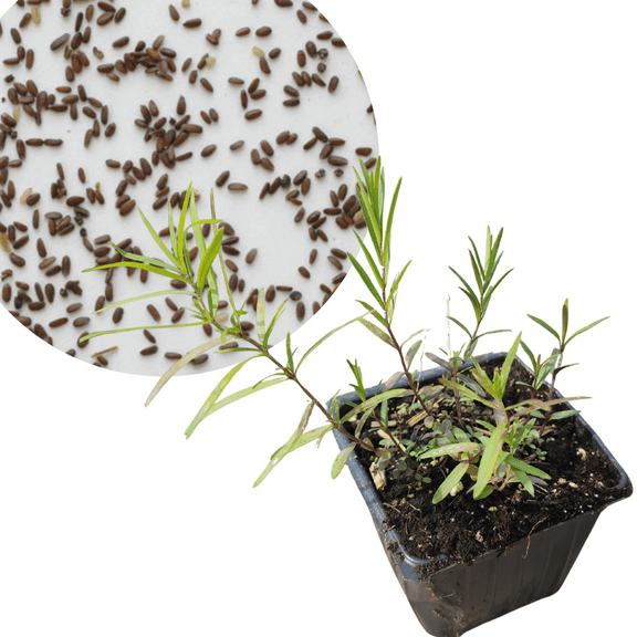 Virginia Mountain Mint Seeds (Pycnanthemum virginianum) 1000 Seeds (0.1 gram) by Smoke Camp Crafts - North American Native Pollinator