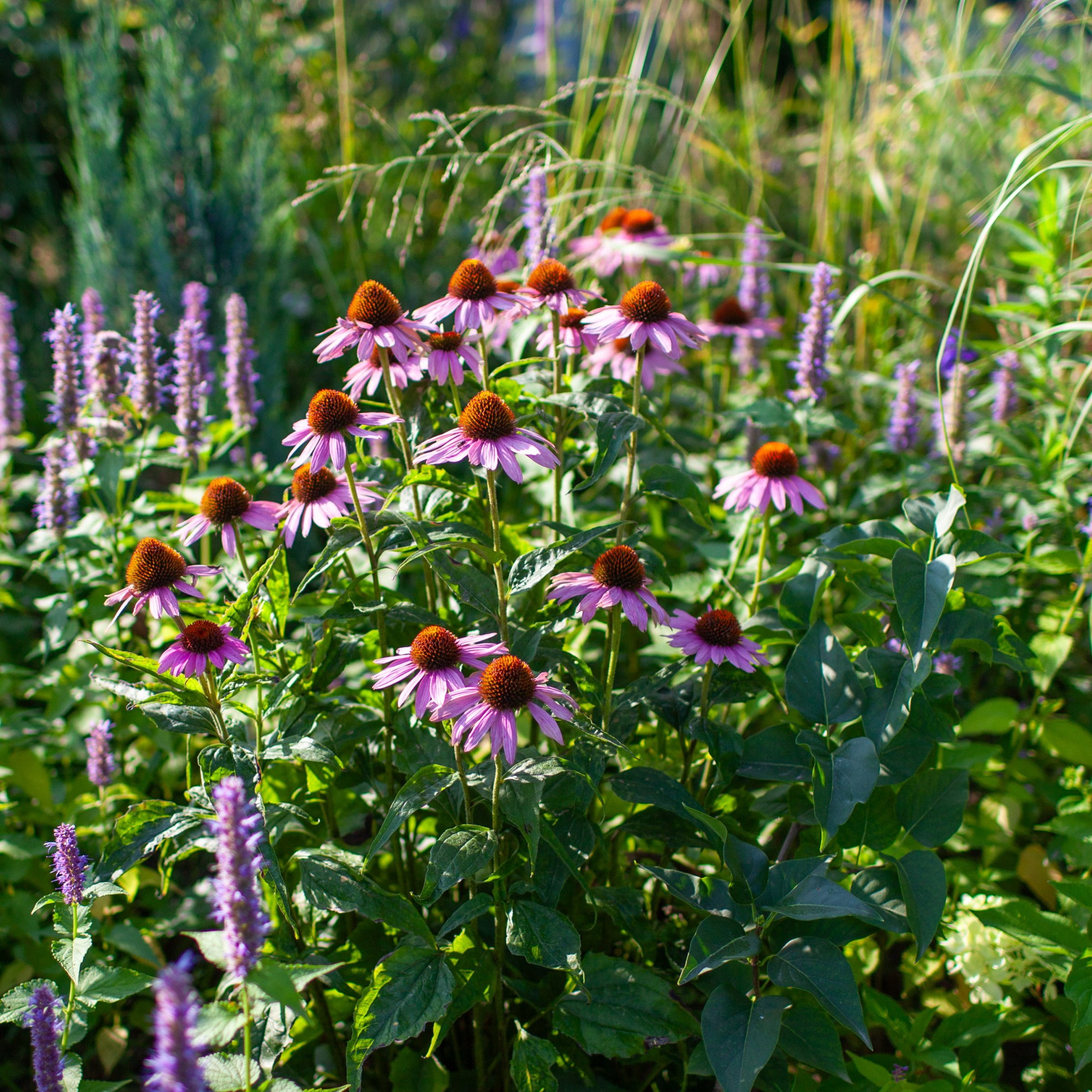 National Plant Network 1 gal. Coneflower Echinacea Purple Perennial Plant (8-Pack)