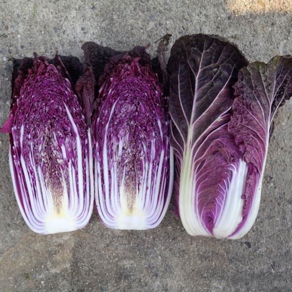 Chinese Cabbage Seeds - RCC9 Red - Hybrid - 50 Seed Packet ~50 Seeds - Non-GMO, F1 Hybrid - Asian Garden Vegetable