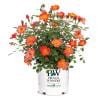 2 Gal. Oso Easy Hot Paprika Rose Plant with Bold Electric Orange Flowers