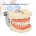 thumbnail image 3 of Modelo Dental De Quiste Maxilar, Marco De Mandíbula FE, Modelo De Preparación De Dientes, Resina, 28 Dientes, Encías Suaves Para Practicar Abscesos De Incisión, 3 of 7