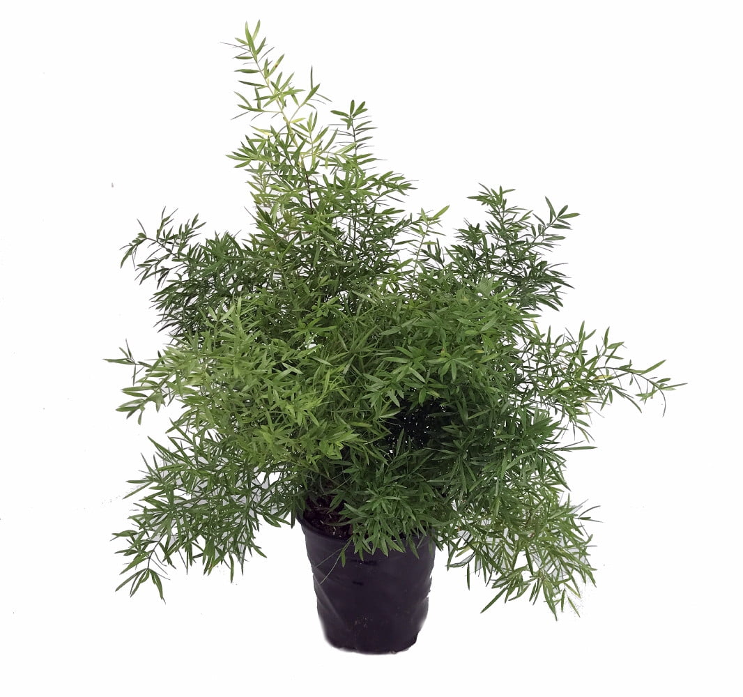 Cwebe Asparagus Fern Asparagus 4" Pot Easy to Grow Great