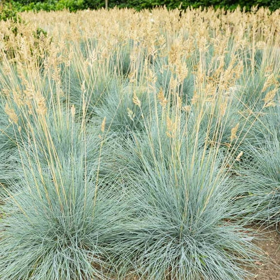 Outsidepride Perennial Blue Fescue Drought Tolerant Ornamental Grass for Full Sun - 10000 Seeds