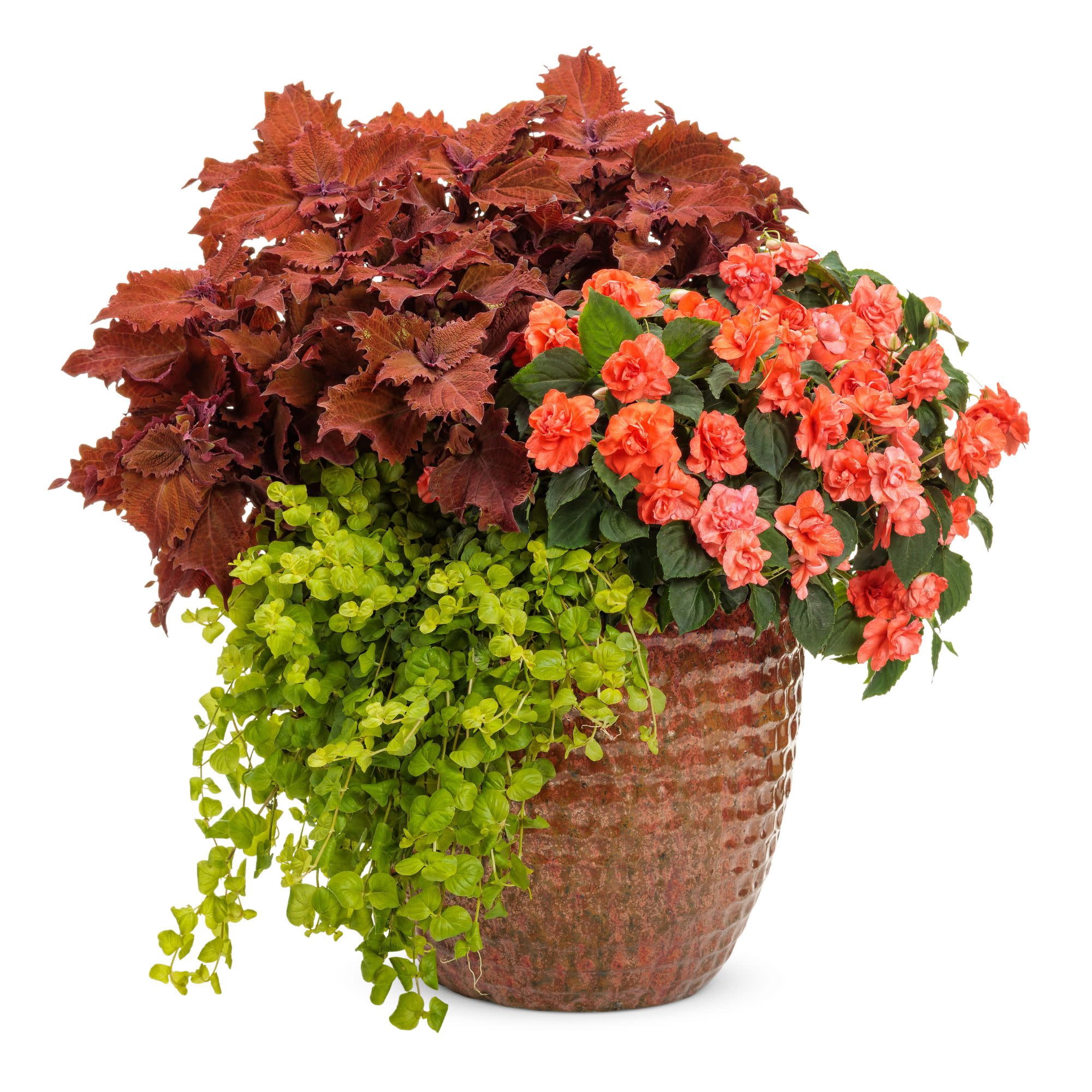 Proven Winners 4" Orange Rockapulco Tropical Shades Double Impatiens Live Plant in 4.25" Pot (4 Count)