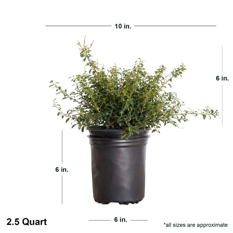 Expert Gardener Soft Touch Holly (2.5 Quart) Finely Textured