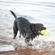thumbnail image 2 of Juguete Para Perro Kong Pelota Perro Tenis Squeez Mediano Kong Pelotas, 2 of 2