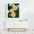 thumbnail image 2 of Portland Rose Garden VI - Portland Oregon Photography Floral Flowers Botanical Garden Nature Scenic Summer White Framed Wall Art Print 6 x 8 inches, 2 of 3