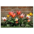 thumbnail image 1 of Flowers Ceramic Tile Mural Kitchen Backsplash Bathroom Shower, 402403-L64, 1 of 3