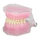 thumbnail image 3 of Modelo de dientes BuyWeekMX de resina desmontable para enseñanza dental, 3 of 9