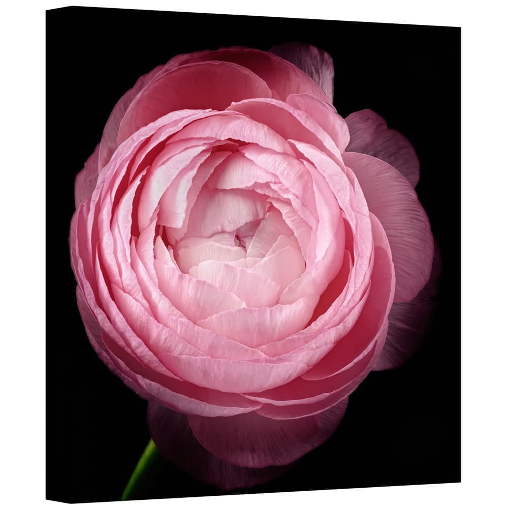 ArtWall Cora Niele "Pink III" Gallery-Wrapped Canvas