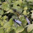 thumbnail image 3 of Fly Fishing Flies Flies Fish Hook s Artificial Coloful, 3 of 8