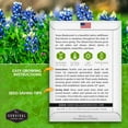 thumbnail image 5 of 5 packs Texas Bluebonnet Seed - Lupinus Texenisis - Non-GMO Heirloom Perennial Full Sun Flowers, 5 of 6