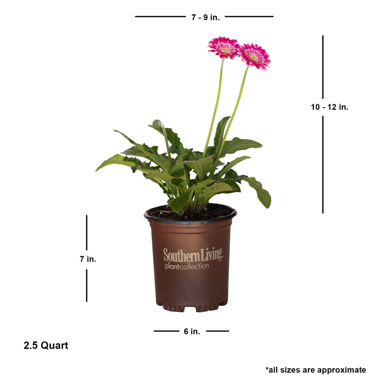 Southern Living Frosted Hot Pink Garden Jewels Gerbera Daisy Live Shrub in 2.5-Quart Grower Pot