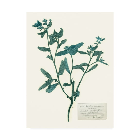 Trademark Fine Art 'Pressed Flowers in Spa III' Canvas Art by Vision Studio