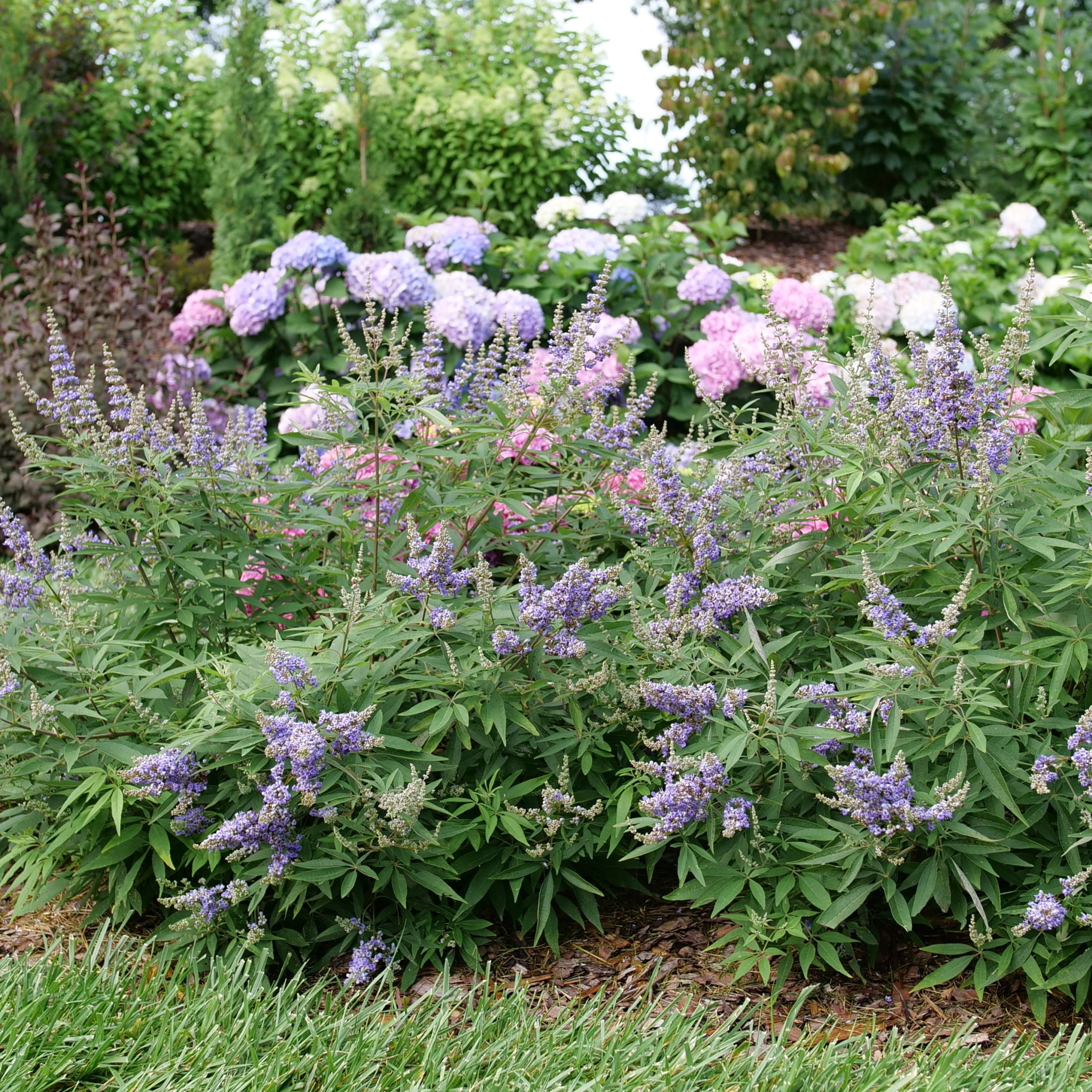 Proven Winners ColorChoice 5" Purple Rock Steady Chastetree Live Plant in 4.5" Pot (4 Count)