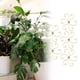 thumbnail image 1 of El vástago de la planta de las 5 piezas admite accesorios, de de plantas metal profesional, titulares de treplantes de plantas para, 1 of 8