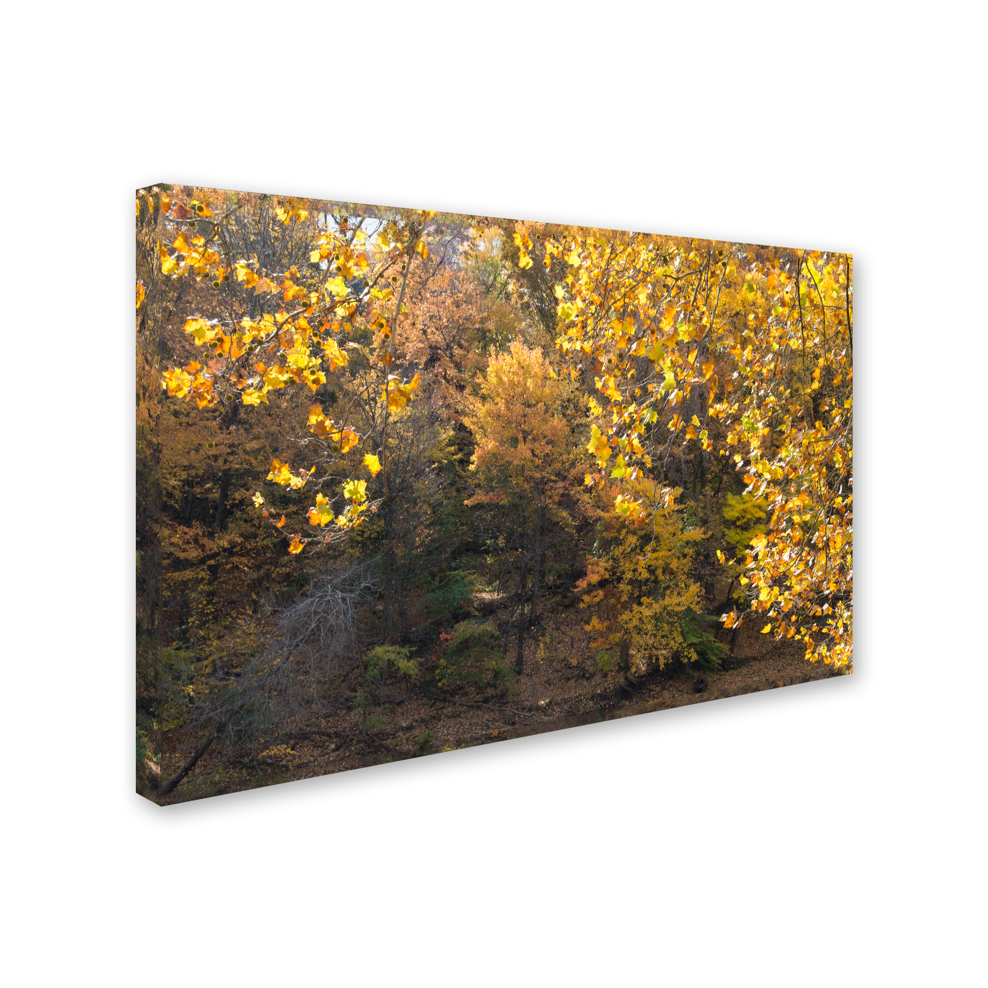 Trademark Fine Art "Golden Autumn 2" Canvas Art by Kurt Shaffer