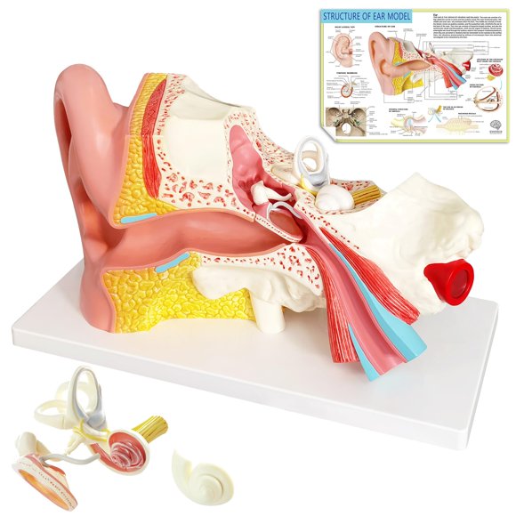 EVOTECH SCIENTIFIC Human Ear Model Anatomy, 4 Parts 3X Enlarged Anatomical Model of Ear Display Outer, Middle, Inner Ear Model for Medical Anatomy an