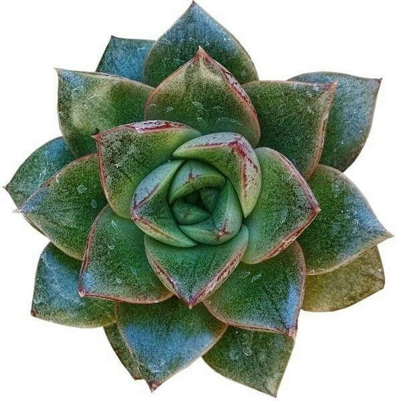 Echeveria Purpusorum Rose A.Berger (2"  Plastic Pot) - Tiny, Lovely, Easy to Care Rosette Succulents - Live Succulents for Indoor Places