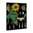 thumbnail image 2 of Stupell Industries Shabby Chic Sunflower Bulb Illustrations Canvas Art, 16 x 20, by Vintage Hustle, 2 of 8