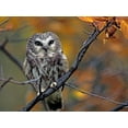 thumbnail image 2 of Fitzharris, Tim 18x15 White Modern Wood Framed Museum Art Print Titled - Northern Saw-whet Owl, 2 of 4