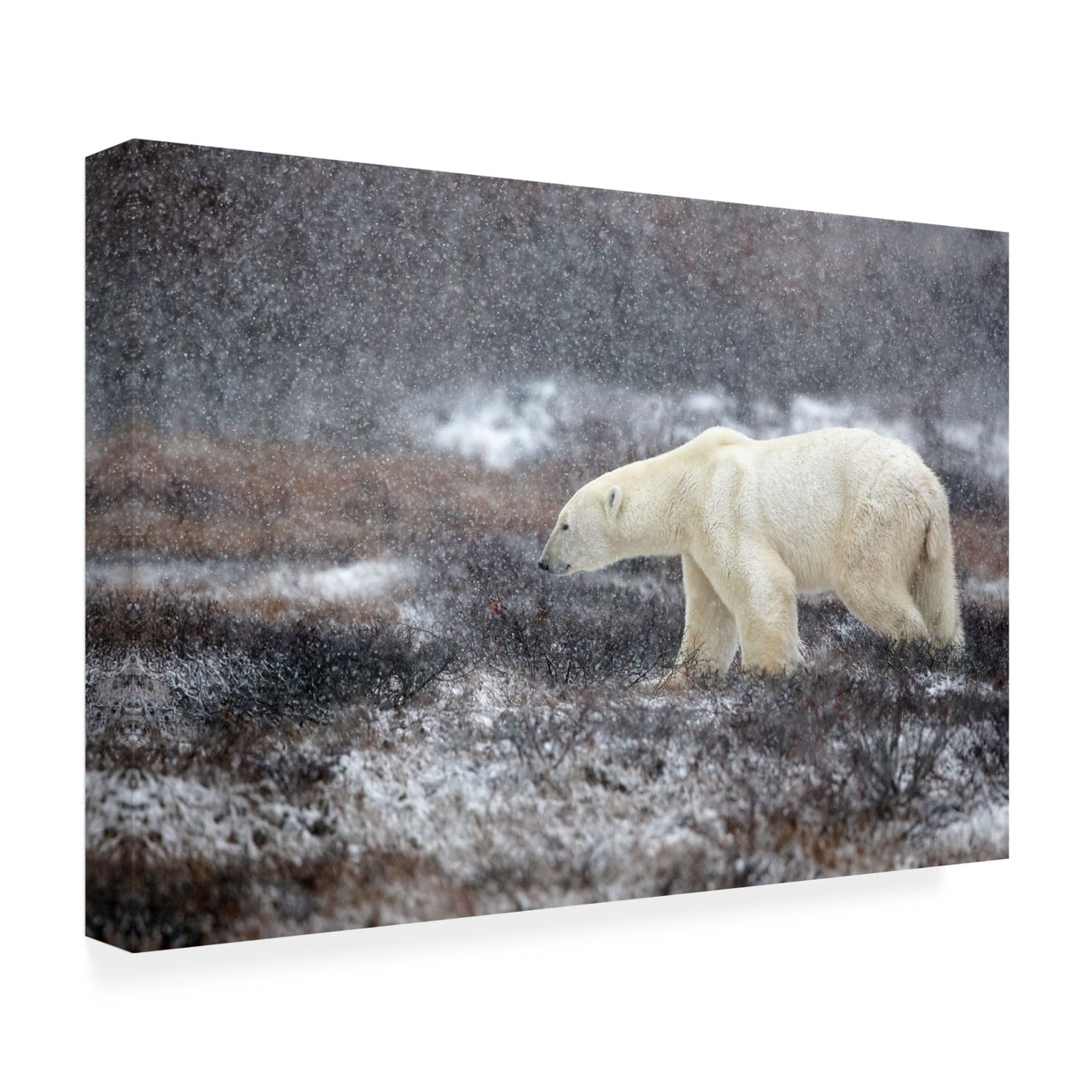 Canvas Wall Art - Alessandro Catta 'Snowing Time' Wall Art for Living Room, Bedroom, or Office Décor by Trademark Fine Art - 24 x 16 Inches