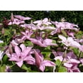 thumbnail image 2 of Clematis Hagley Hybrid - Live Plant in a 4 Inch Growers Pot - Clematis 'Hagley Hybrid' - Starter Plants Ready for The Garden - Beautiful White and Purple Flowering Vine, 2 of 5