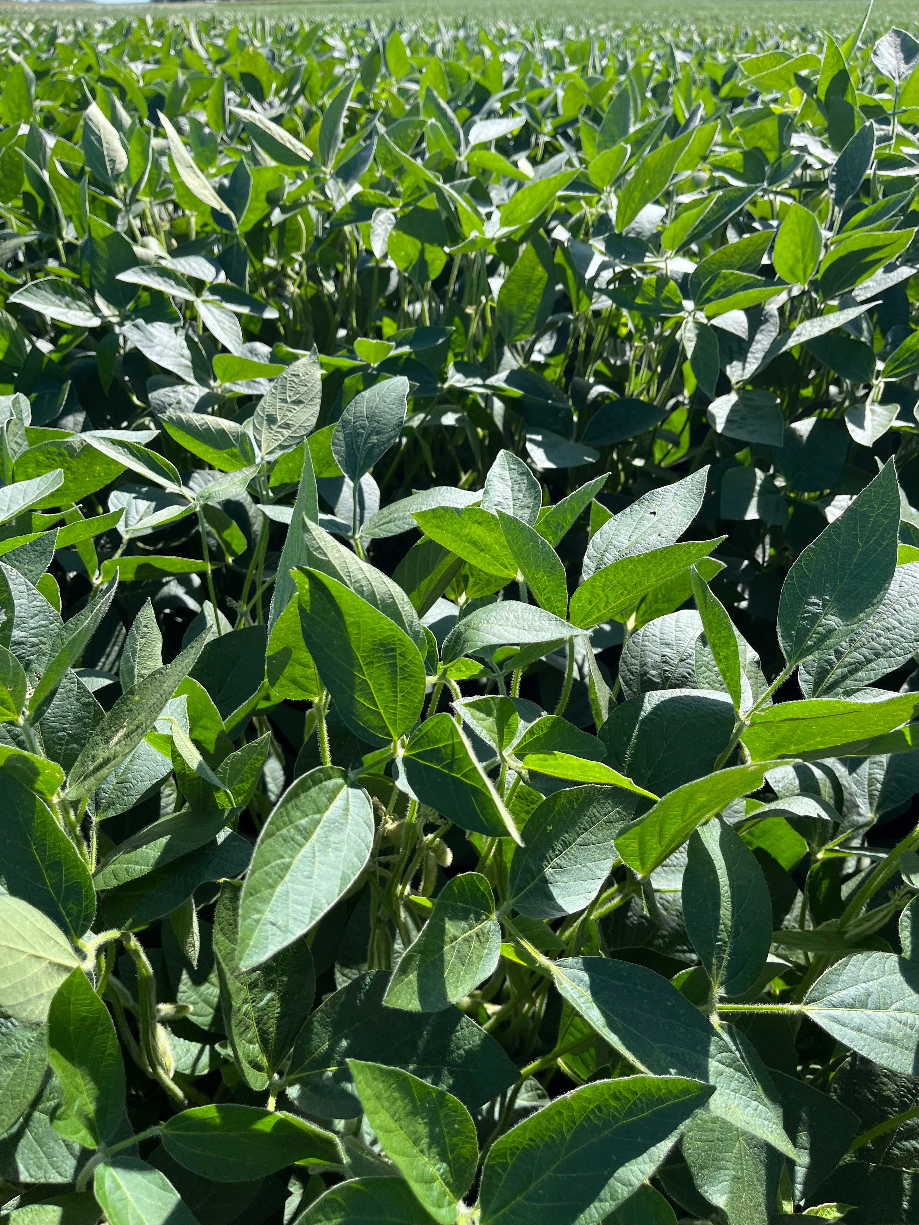 Hale Habitat & Seed Conventional Soybean Food Plot Seed, 5 lbs