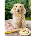 thumbnail image 3 of PoisePup Pet Dog Collar - Sweetest Thing, 3 of 4