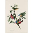 thumbnail image 3 of Audubon, John James 18x24 Black Modern Framed Museum Art Print Titled - Painted Finch, 3 of 5
