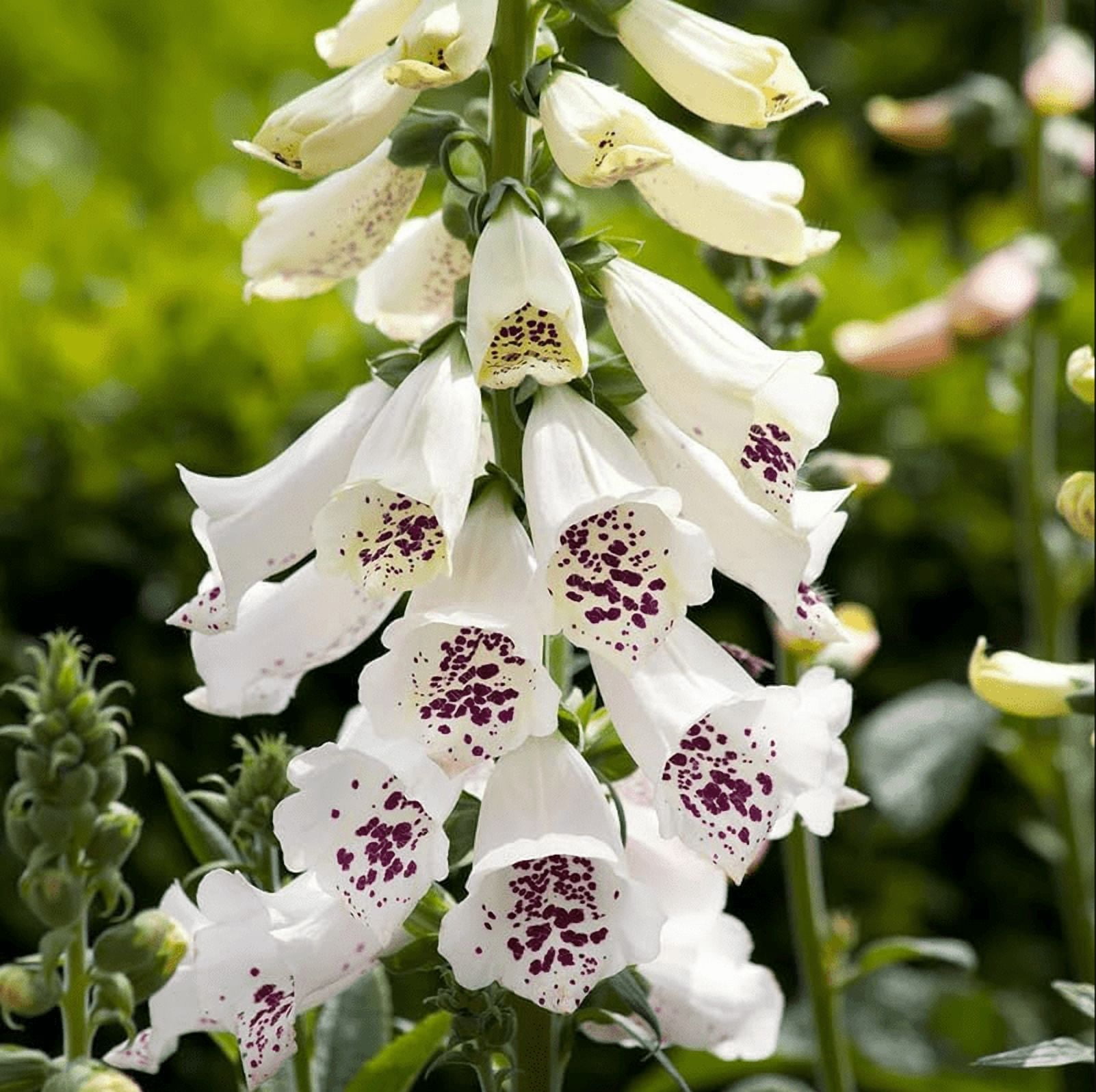 White Foxglove Plant Live, Hardy Perennial Foxgloves with Colorful Summer Flowers for Outdoor Garden Planting, 2-4 Inch Tall, 3 Inch Pot