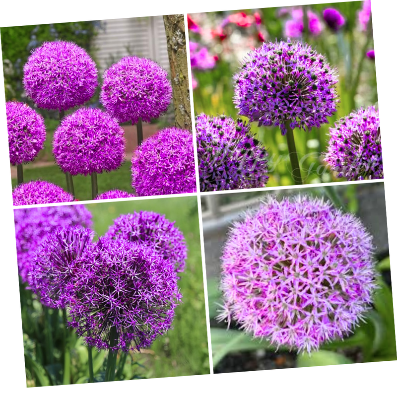 100 Allium Seeds for Planting, Giant Purple Blooming Onion Bulbs, Large Perennial Flower Bulbs for Spring and Summer Garden