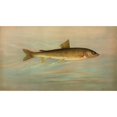 thumbnail image 2 of John L. Petrie 18x12 Black Ornate Wood Framed Double Matted Museum Art Print Titled - The Rocky Mountain Whitefish, Coregonus Williamsoni. (1898), 2 of 5