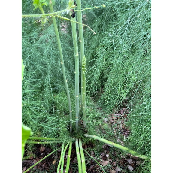 50 Mary Washington Improved Asparagus Roots  - Heirloom/Superior Flavor/No GMOs