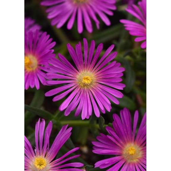 Ocean Sunset™ Violet Ice Plant - Perennial - Delosperma - Gallon Pot