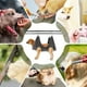thumbnail image 5 of Hamaca cómoda para mascotas, hamaca para recortar uñas, hamaca para gatos, hamaca de belleza para mascotas, 5 of 5