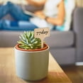 thumbnail image 4 of SHISUYAN Wooden Plant Labels with Marker Pen for Gardening T-shaped Assorted Color 25 Pcs, 4 of 8