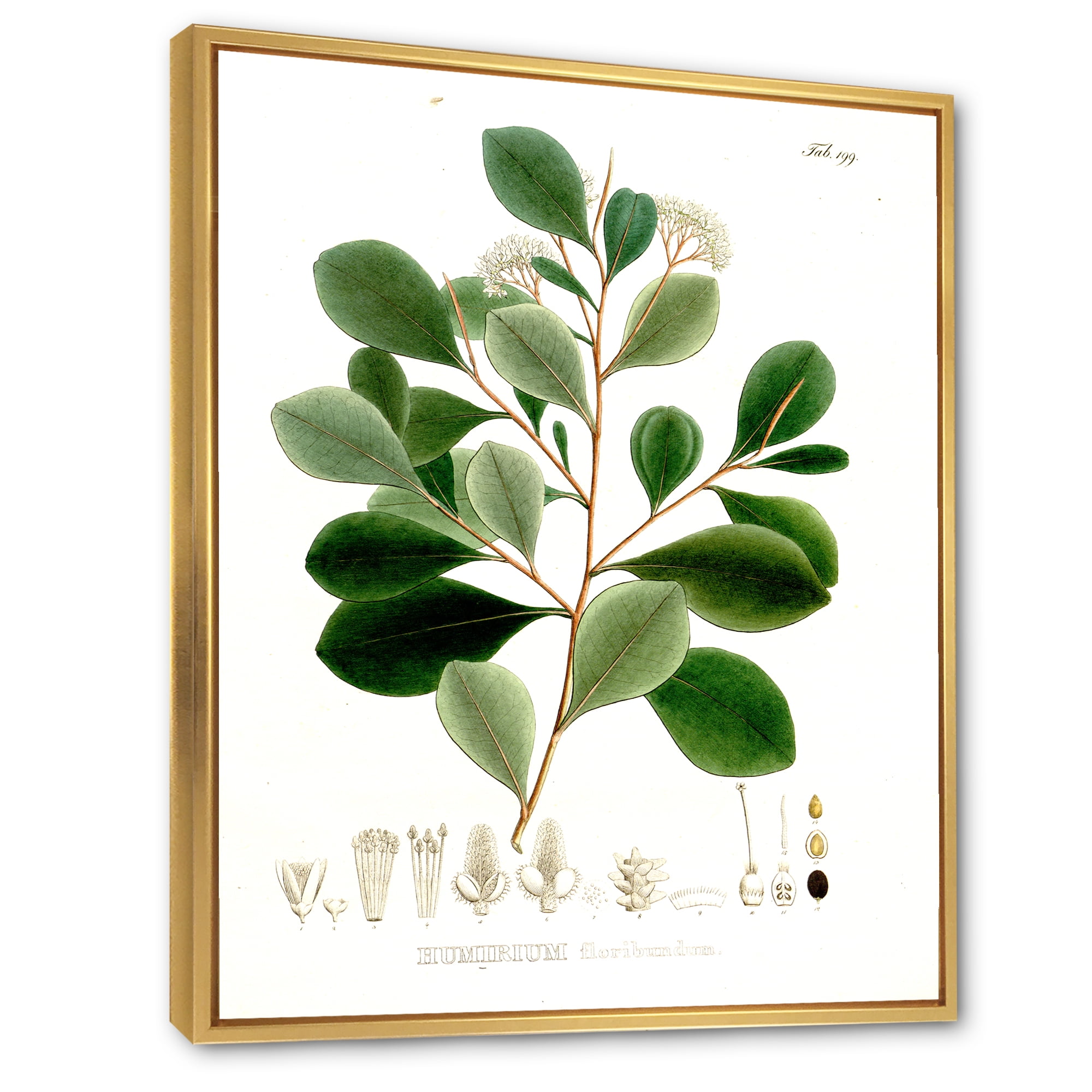Ancient Botanicals IV 24 in x 32 in Framed Painting Canvas Art Print, by Designart