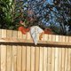 thumbnail image 4 of Xihbxyly Artículos para Mujeres Por Menos de 10 Dólares. Gallo Descansando Cerca para Mascotas, Decoración de Jardín, Arte de Gallo, Decoración Del Hogar, Gallo de Madera, Gallo Sentado En La Cerca, 4 of 6