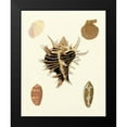thumbnail image 2 of Knorr 20x24 Black Modern Framed Museum Art Print Titled - Knorr Shells II, 2 of 5