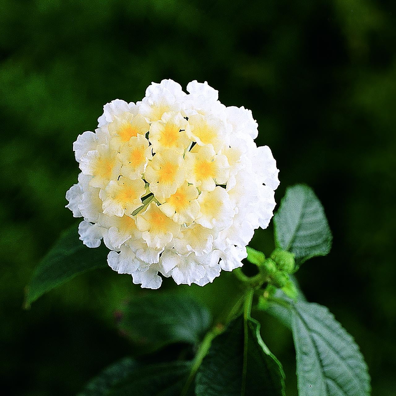 Expert Gardener Multicolor Lantana Drought Tolerant Flowers in 1 Quart Pots (4 Count) Full Sun