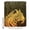 Orange, variant on Abstract Animals Pattern Bathroom Shower Curtains with 12 Hooks Polyester Waterproof Shower Curtain for Stalls and Bathtubs Modern Wildlife Leopard Black Decorative Bathroom Curtain 36x72 Inches