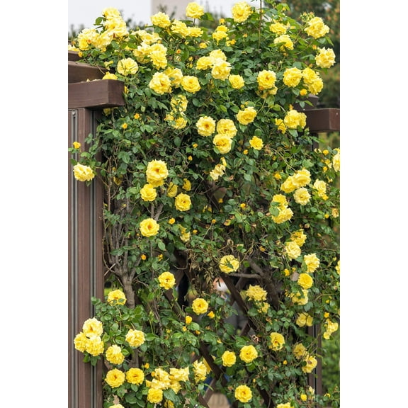 5 * SEEDS * YELLOW CLIMBING ROSE Rosa Bush Vine Climber Fragrant Butterfly Flower Seeds