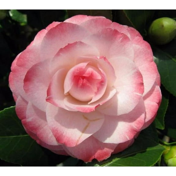 ( 1 ) - Grace Albritton Pink Camellia Japonica - Starter Plant ( 4L ) ( 1 live plant )