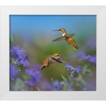 Fitzharris, Tim 22x20 White Modern Wood Framed Museum Art Print Titled - Broad Tailed Hummingbirds
